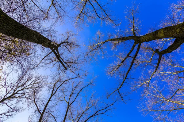 Branches nues d'arbres contre le ciel — Photo