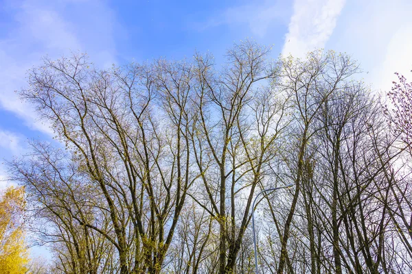 Silueta holé větve stromů v nebi — Stock fotografie