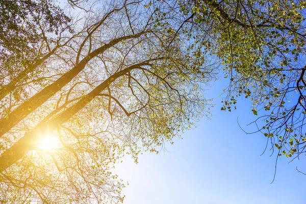 Branches d'arbres et soleil brillant — Photo