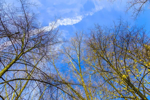 Troncos de árboles y ramas desnudas contra el cielo — Foto de Stock