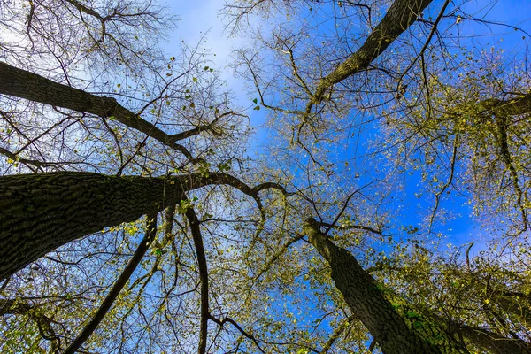 Trädstammar med grenar mot himlen — Stockfoto