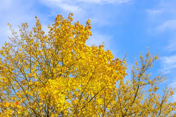 Ramas con hojas amarillas contra el cielo —  Fotos de Stock