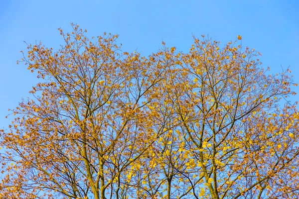 Árboles Branchy con hojas de otoño —  Fotos de Stock