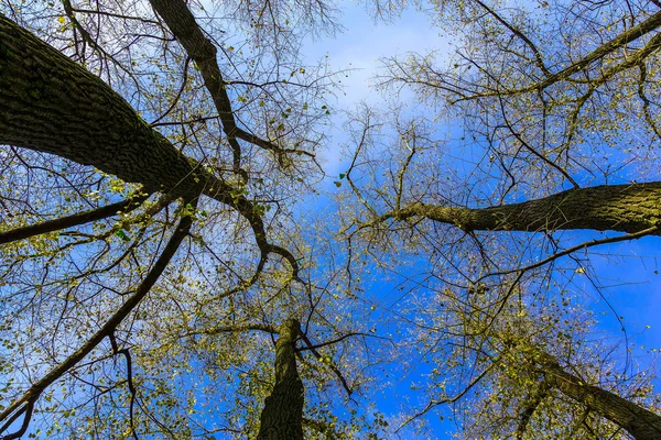 Couronnes d'arbres avec branches sur fond de ciel — Photo