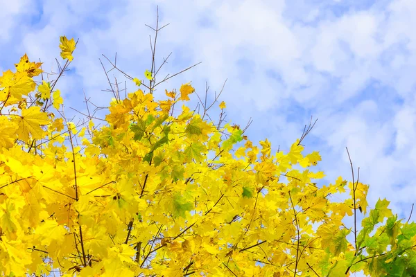 Корона с жёлтыми кленовыми листьями — стоковое фото
