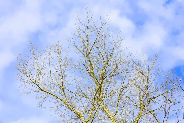 Ramas desnudas de árboles contra el cielo — Foto de Stock