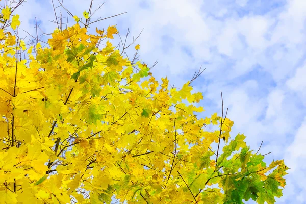 背景の空に黄色いカエデを葉します。 — ストック写真