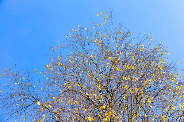 Paisagem de outono com folhas amarelas em ramos de árvore — Fotografia de Stock