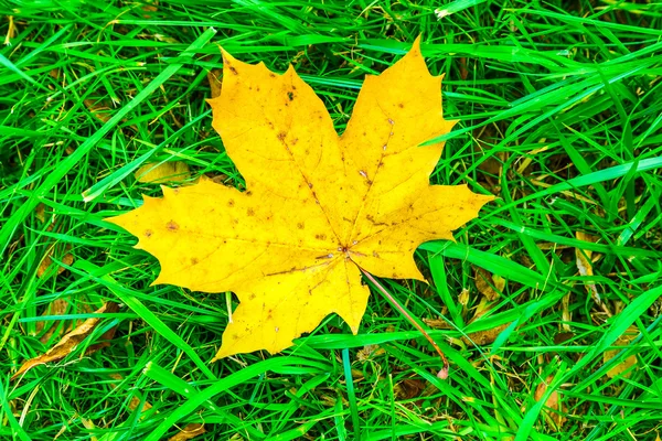 Кленовый лист на траве — стоковое фото