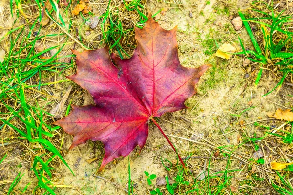 地面にあるカエデの葉 — ストック写真