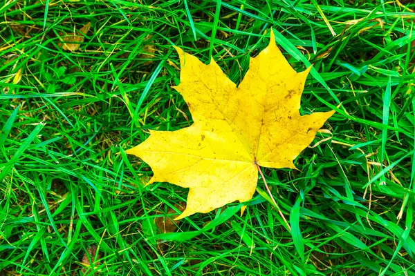 Javorový list na trávě — Stock fotografie