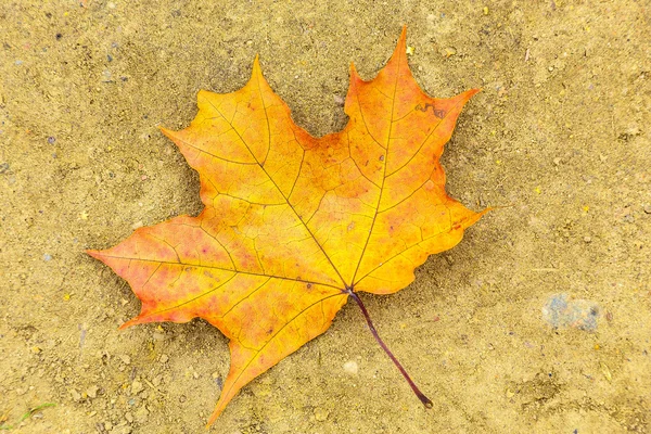 地面にカエデの葉のクローズ アップ — ストック写真