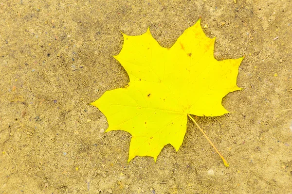 地面に横たわっているカエデの葉 — ストック写真