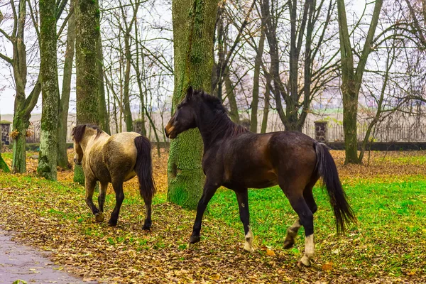 Deux chevaux marchant dans le parc — Photo