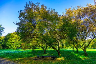 Ağacın altında tezgah ile Sonbahar Park