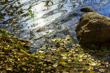 Gölet kenarındaki düşen yapraklar