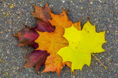 Asfalt üzerinde renkli akçaağaç yaprakları