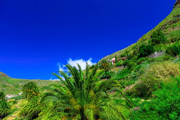 Palms in Mountain — Stock Photo, Image