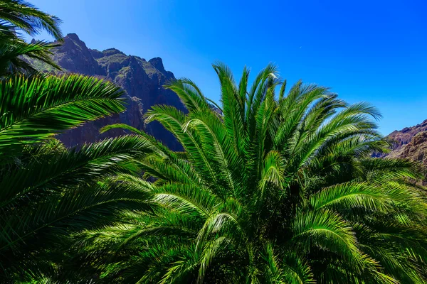 棕榈山 — 图库照片