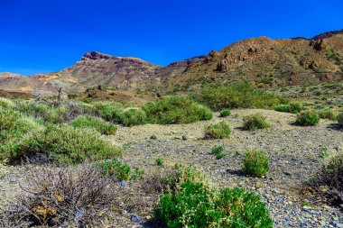 Dağlar manzara Tenerife adasında
