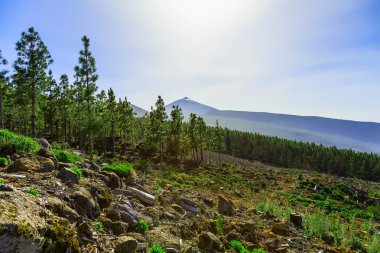 Teide yanardağı manzara Tenerife