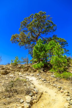 Patika Tenerife adasında, yatay