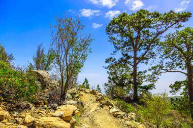 Patika Tenerife adasında, yatay