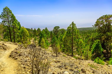 Patika Tenerife adasında, yatay