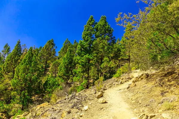 Paisagem com Passo a Passo na Ilha de Tenerife — Fotografia de Stock