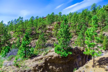 Çam ağaçları üzerinde dağ manzarası