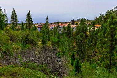 Çam ağaçları üzerinde dağ manzarası