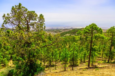 Çam ağaçları üzerinde dağ manzarası