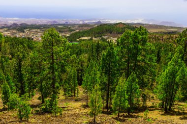 Çam ağaçları üzerinde dağ manzarası