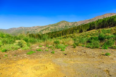 Çam ağaçları üzerinde dağ manzarası