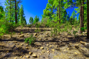 Çam ağaçları üzerinde dağ manzarası