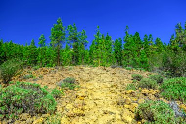 Çam ağaçları üzerinde dağ manzarası