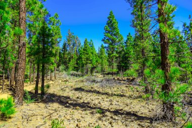 Çam ağaçları üzerinde dağ manzarası