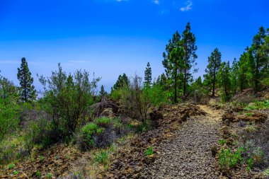 Çam ağaçları üzerinde dağ manzarası