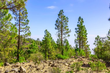Çam ağaçları üzerinde dağ manzarası