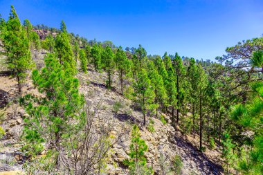 Çam ağaçları üzerinde dağ manzarası