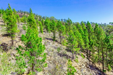 Çam ağaçları üzerinde dağ manzarası