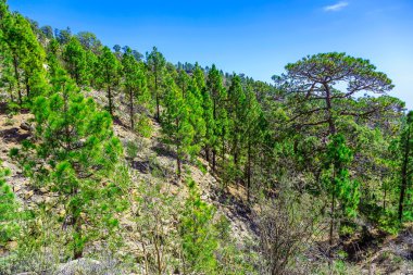 Çam ağaçları üzerinde dağ manzarası