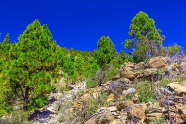 Çam ağaçları üzerinde dağ manzarası