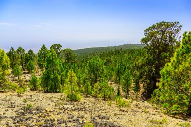 Çam ağaçları üzerinde dağ manzarası