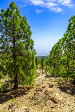 Çam ağaçları üzerinde dağ manzarası