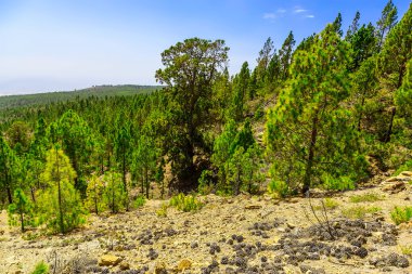 Çam ağaçları üzerinde dağ manzarası