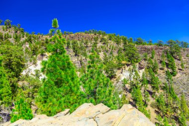 Çam ağaçları üzerinde dağ manzarası