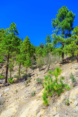 Çam ağaçları üzerinde dağ manzarası