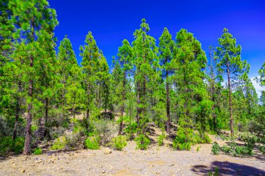 Çam ağaçları üzerinde dağ manzarası