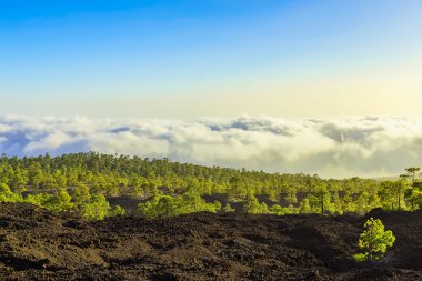 Çam ağaçları üzerinde dağ manzarası